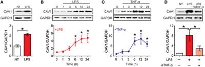 Caveolin-1 Expression Increases upon Maturation in Dendritic Cells and Promotes Their Migration to Lymph Nodes Thereby Favoring the Induction of CD8+ T Cell Responses